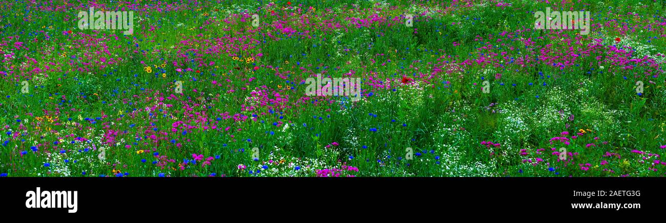 Bereich der Wildblumen, Quebec, Kanada Stockfoto