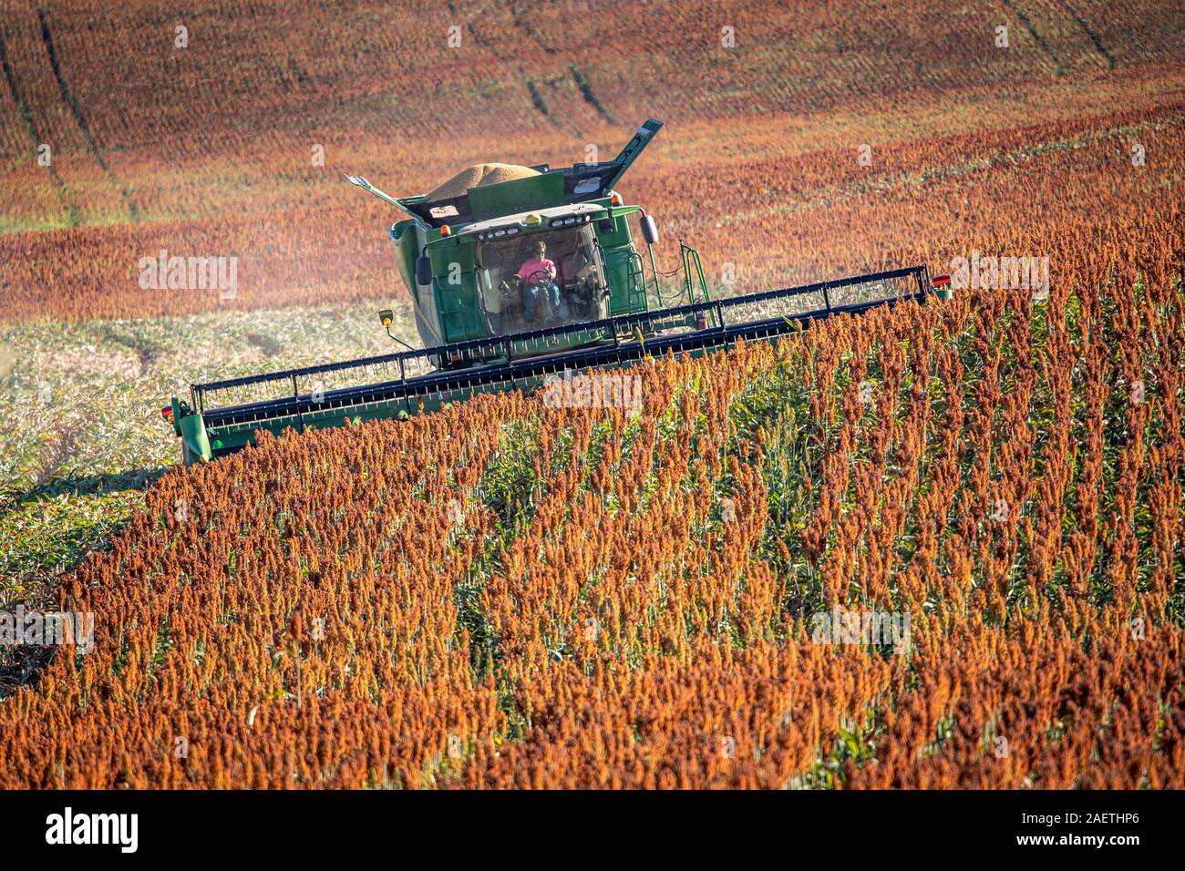 Ein Bauer mit einem Mähdrescher geerntet werden Ihre sorghum Reihenkulturen, Hughsville, Maryland. Stockfoto