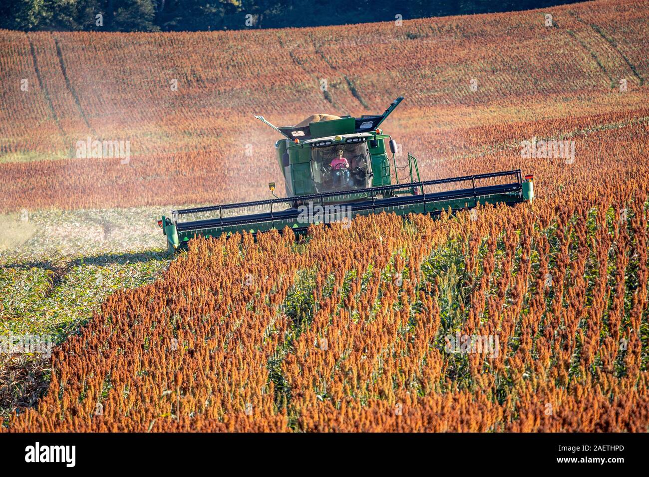 Ein Bauer mit einem Mähdrescher geerntet werden Ihre sorghum Reihenkulturen, Hughsville, Maryland. Stockfoto