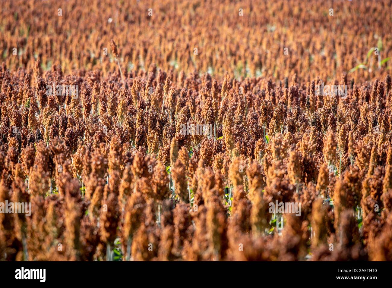 Sorghum Reihenkulturen bereit zu ernten, Hughsville, Maryland. Stockfoto