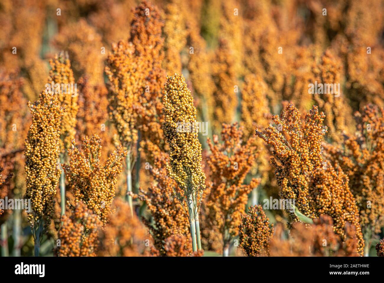 Sorghum Reihenkulturen bereit zu ernten, Hughsville, Maryland. Stockfoto