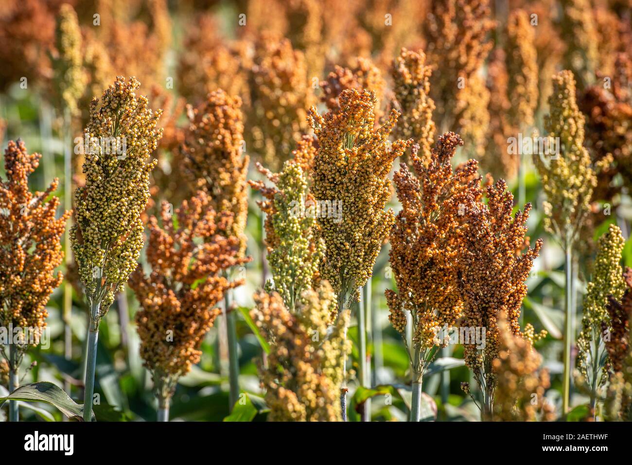 Sorghum Reihenkulturen bereit zu ernten, Hughsville, Maryland. Stockfoto