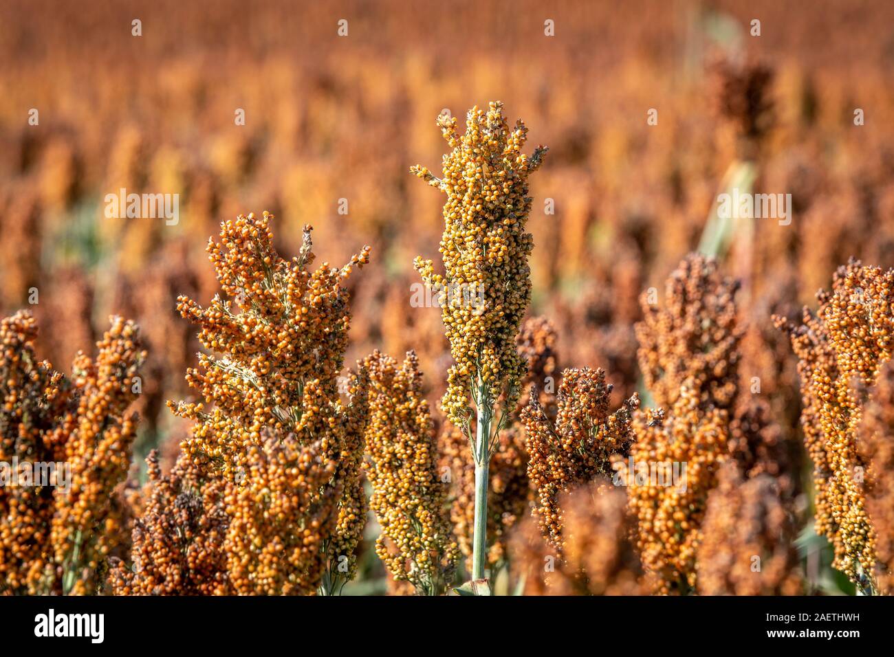 Sorghum Reihenkulturen bereit zu ernten, Hughsville, Maryland. Stockfoto