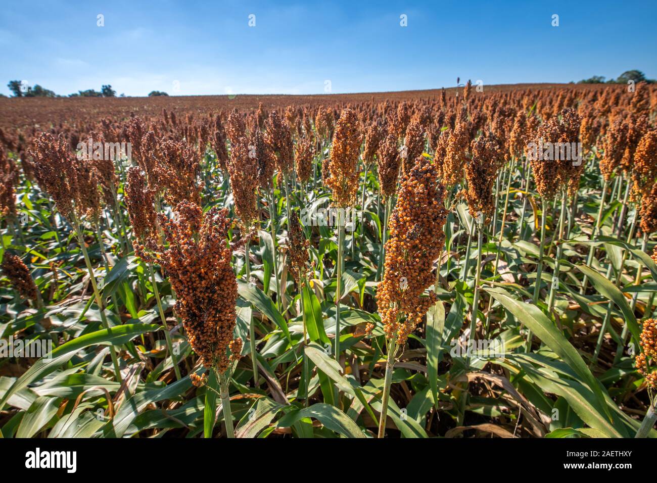 Sorghum Reihenkulturen bereit zu ernten, Hughsville, Maryland. Stockfoto