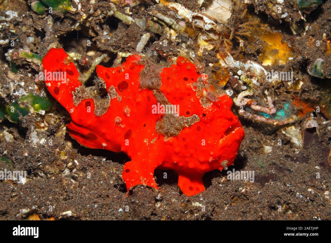 Rundflecken-anglerfisch, Antennarius pictus, rote Phase. Tulamben, Bali, Indonesien, Bali, Meer, Indischer Ozean. Stockfoto