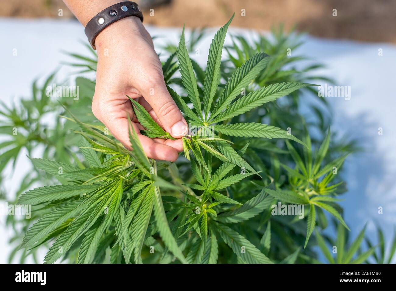 Industrieller Hanf (Cannabis sativa) kommerziell wachsen auf dem östlichen Ufer von Maryland Stockfoto