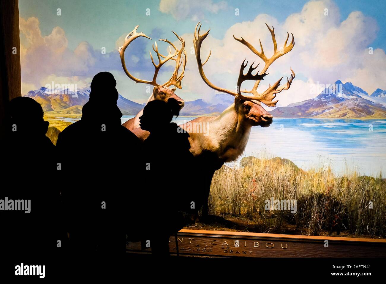 Die Besucher des American Museum of Natural History Blick auf die Exponate im Museum Halle der Nordamerikanischen Säugetiere. Stockfoto