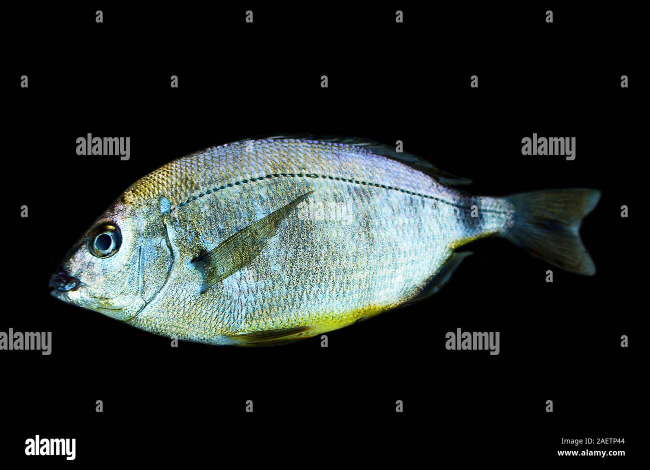 Seebrassen (Dorade, Sargus annularis) von der Küste der Krim am Schwarzen Meer. Portrait auf Schwarz Stockfoto