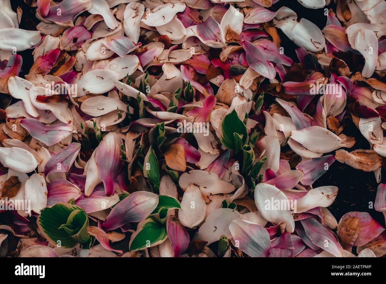 Eine abstrakte Schuß von rosa Felsen gegen Grau Blütenblätter Stockfoto