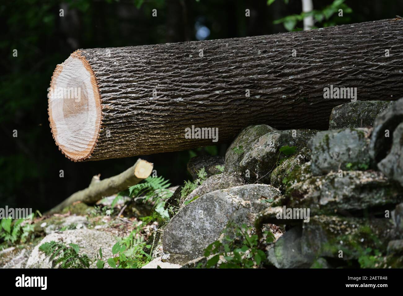 Baumzüchter reduziert die gesunde Esche in der Nähe von Haus in Vermont in der Befürchtung, dass es erliegen Emerald ash Bohrer und gefährlichen stehendes Totholz geworden. Stockfoto