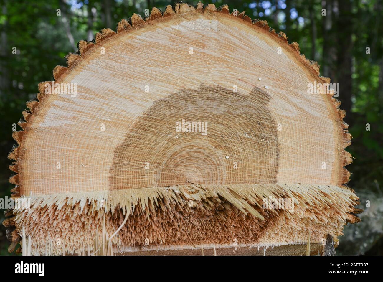 Baumzüchter reduziert die gesunde Esche in der Nähe von Haus in Vermont in der Befürchtung, dass es erliegen Emerald ash Bohrer und gefährlichen stehendes Totholz geworden. Stockfoto