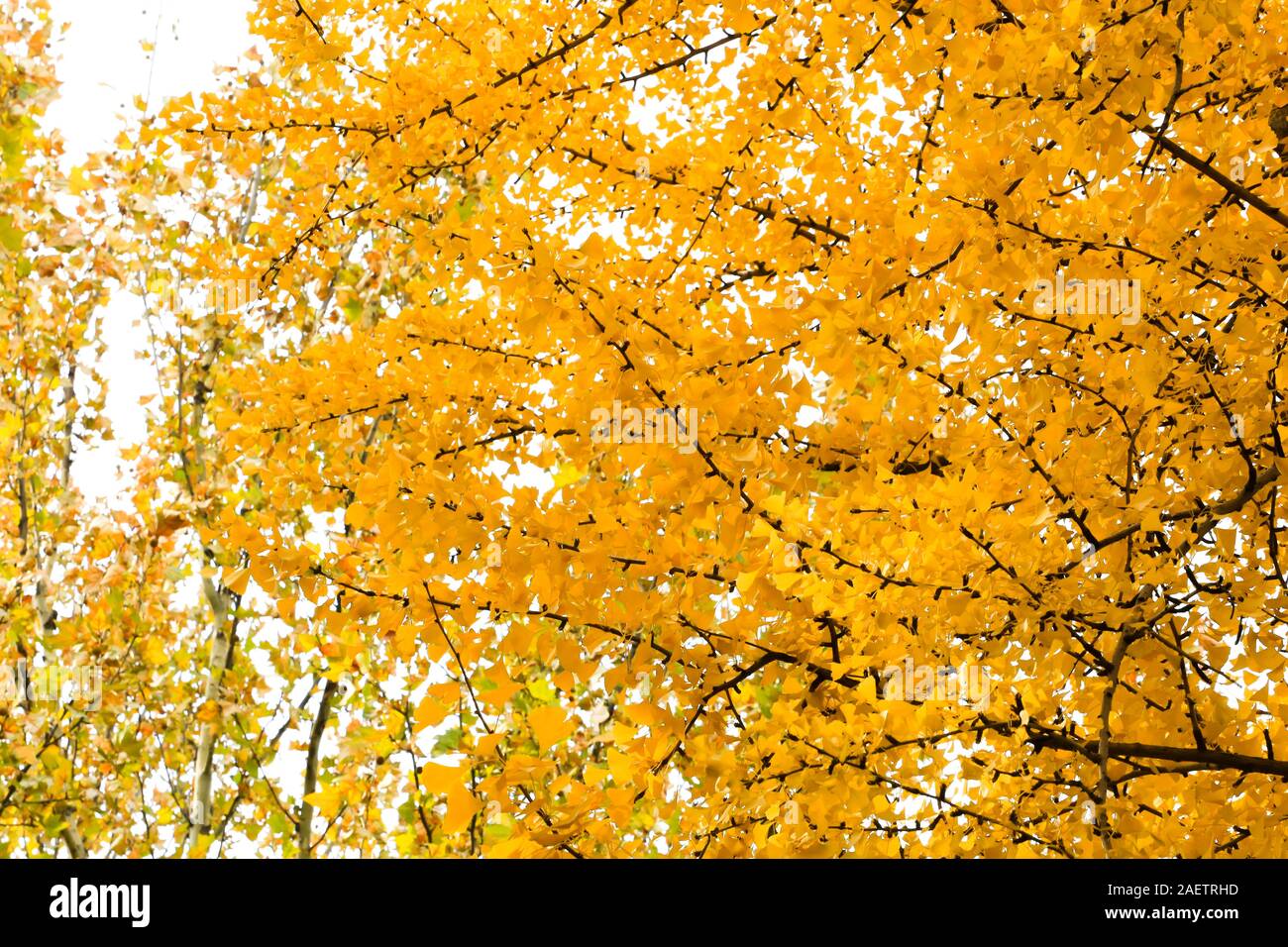 Blick auf den ginkgo Bäume und Blätter in der ginkgo Allee auf Sanlitun East 5th Street in Peking, China, 9. November 2019. Stockfoto