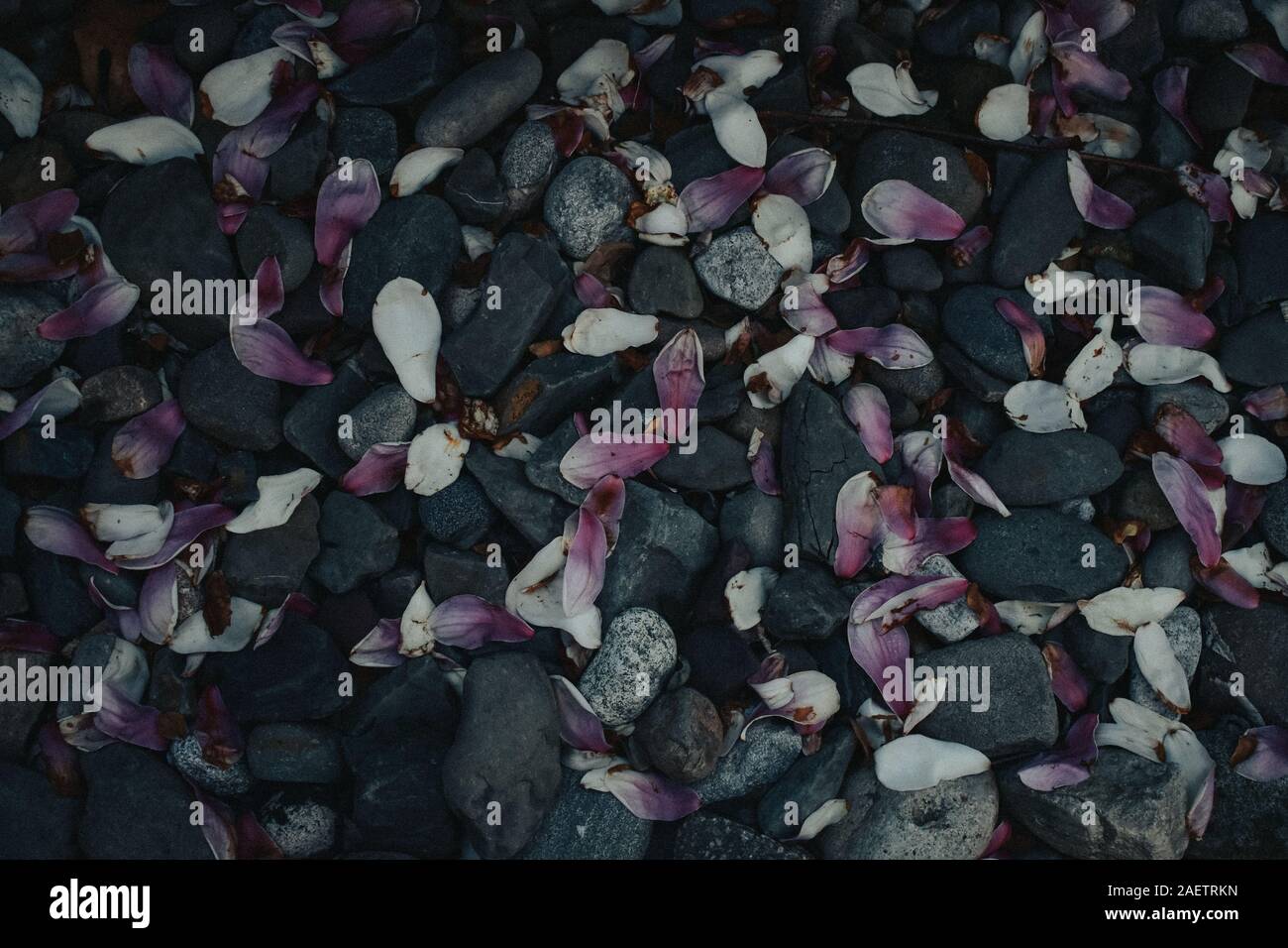 Eine abstrakte Schuß von rosa Felsen gegen Grau Blütenblätter Stockfoto