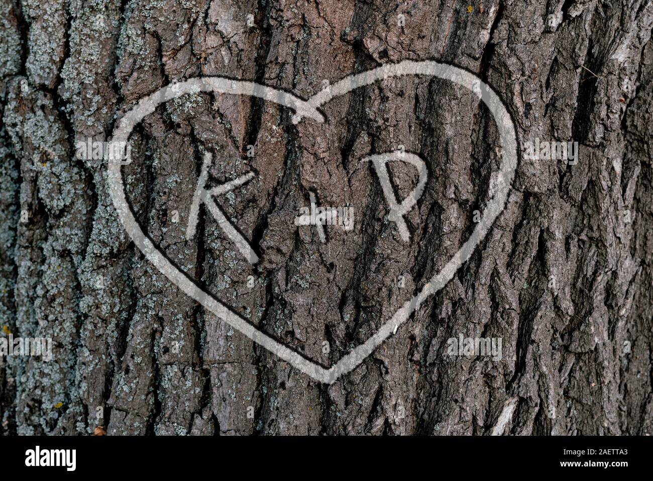 Die Namen der Personen, die sich in der Form von Herzen auf dem Baum geschnitzt Liebe Stockfoto