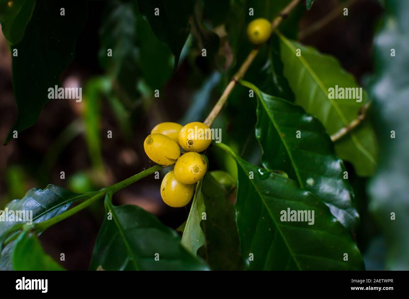 Goldene Kaffeekirschen hängen vom Zweig Stockfoto