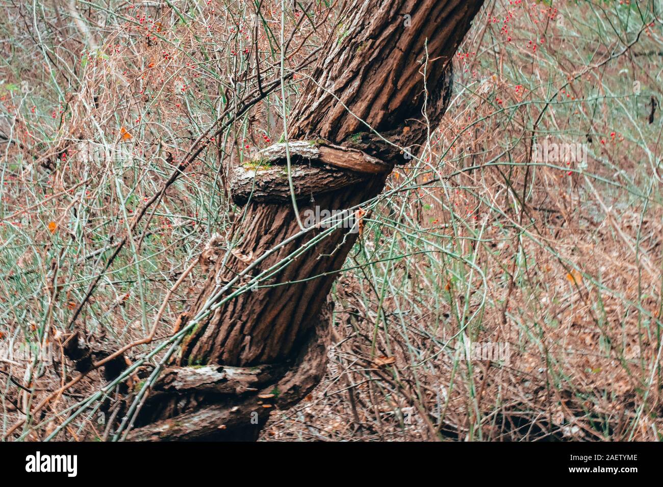 Ein Schuss von einem Toten Weinstock Snaking um einen Baum Stockfoto