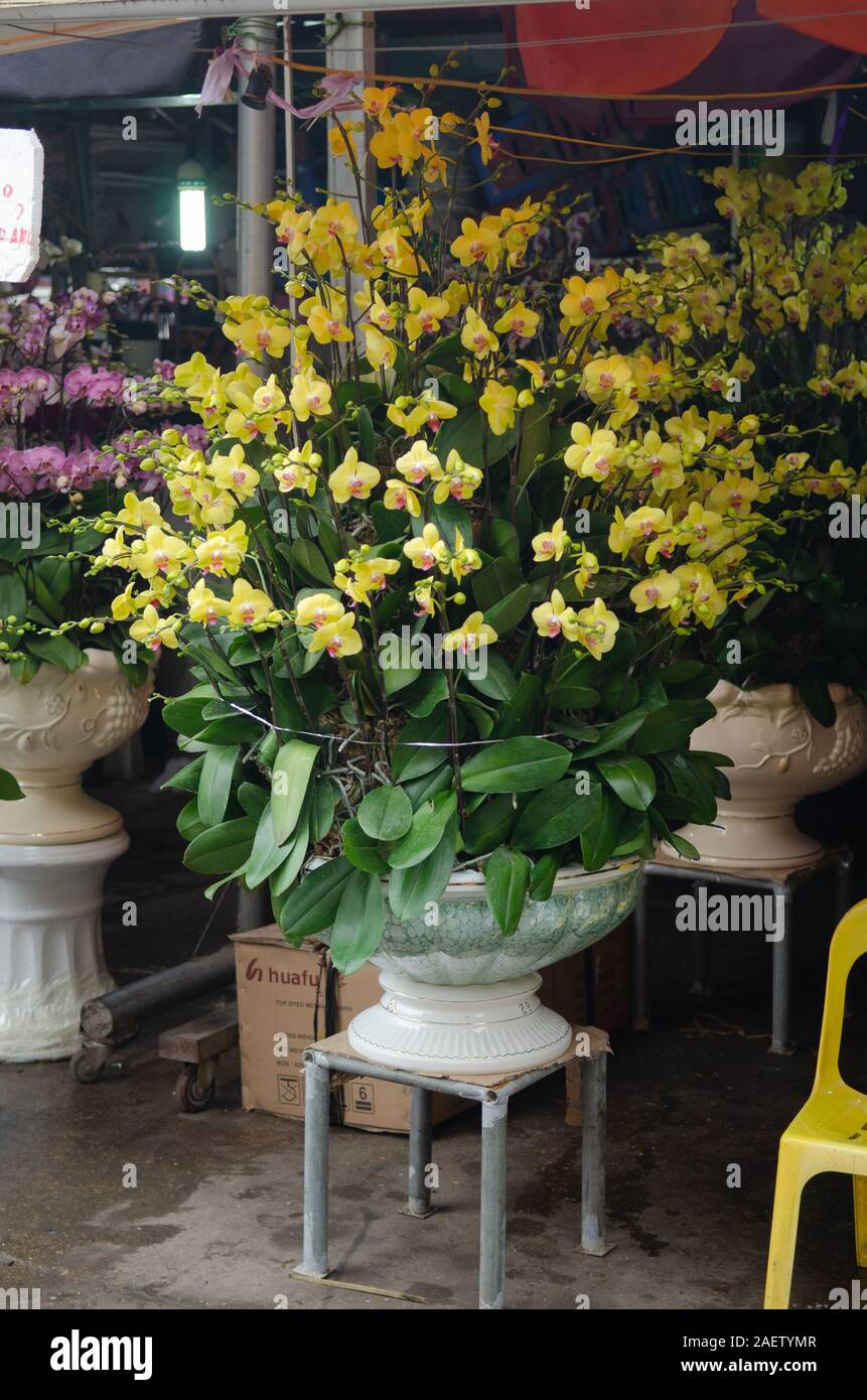 Eine große Gruppe von Gelben Orchideen zum Verkauf an ein Blumenmarkt in Hanoi, Vietnam Stockfoto