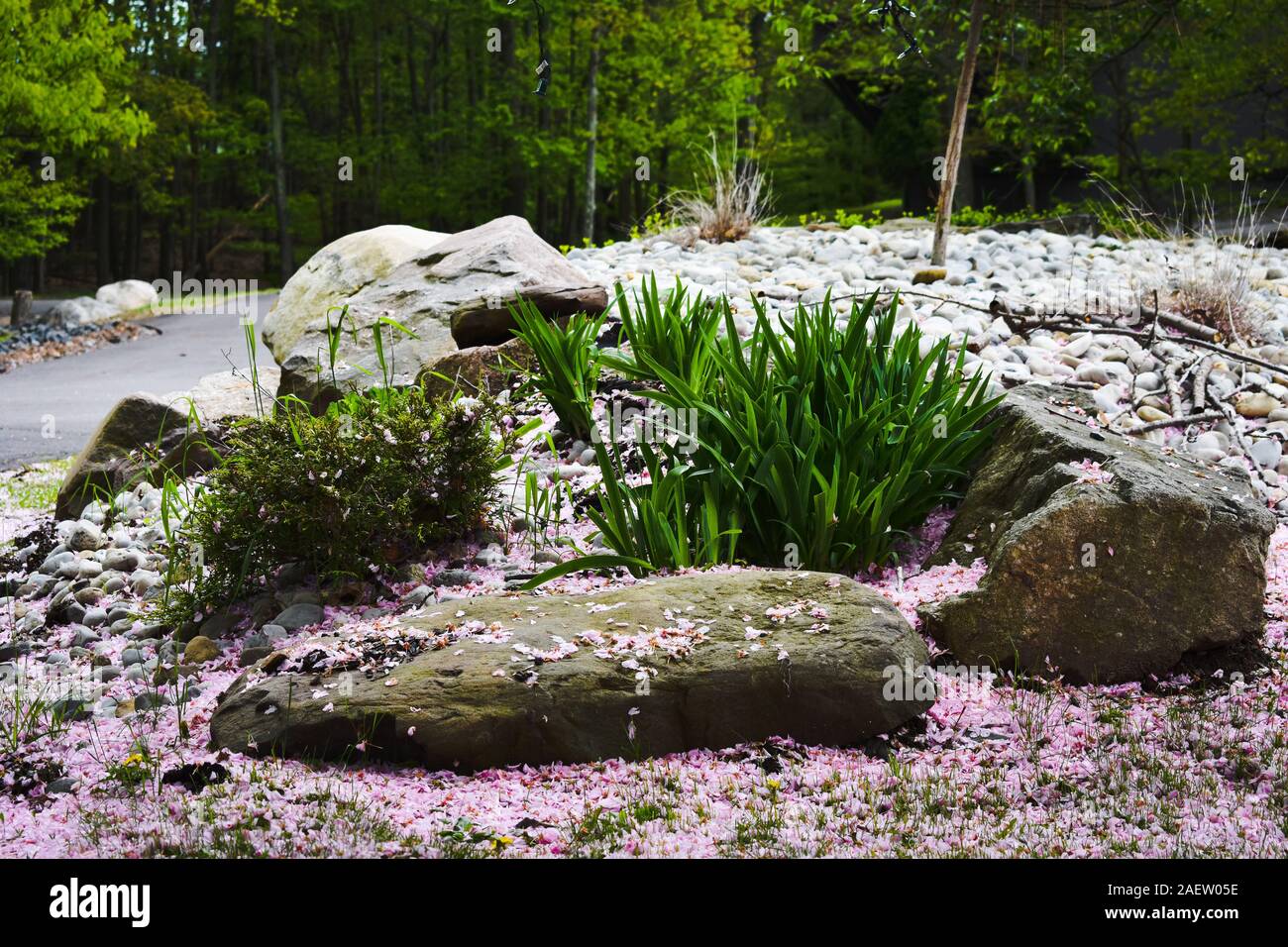 Ein Schuss von Büschen und Felsen von Rosa Blütenblätter umgeben Stockfoto