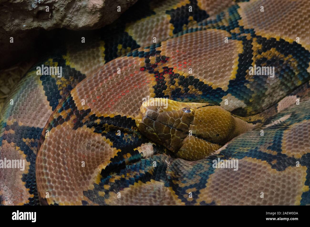 Ein Spiralkabel Netzpython Schlange oder Malayopython reticulatus Stockfoto