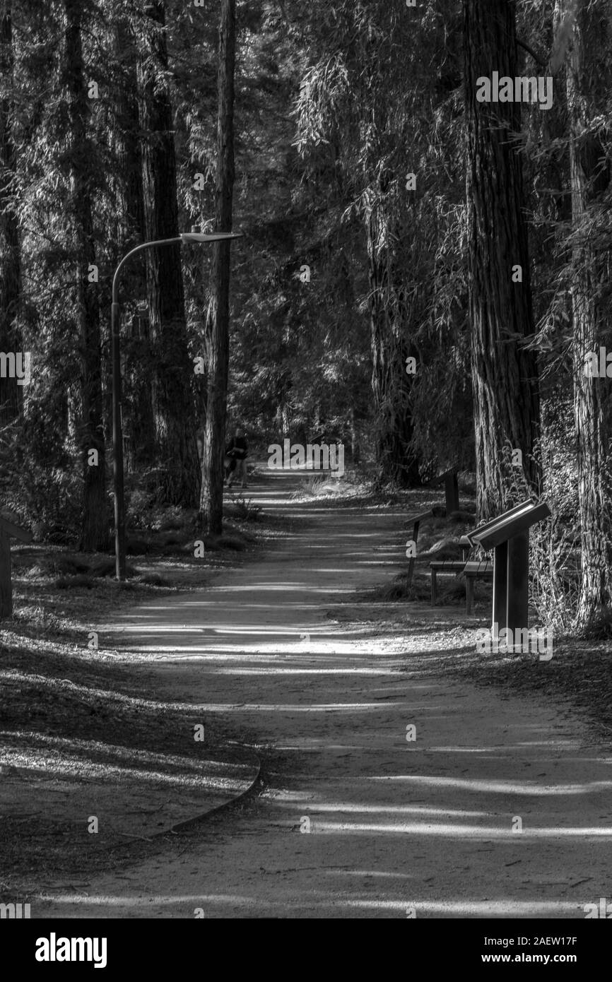 Wicklung Trail in den Redwood Forest Stockfoto