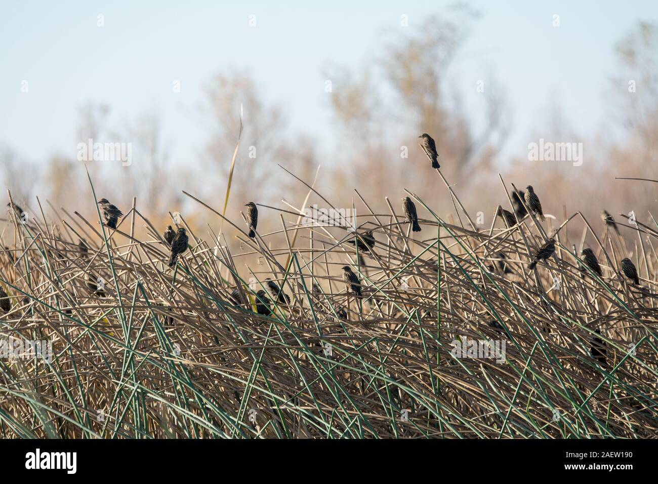 Amseln thront auf cattail Schilf in Feuchtgebieten Stockfoto