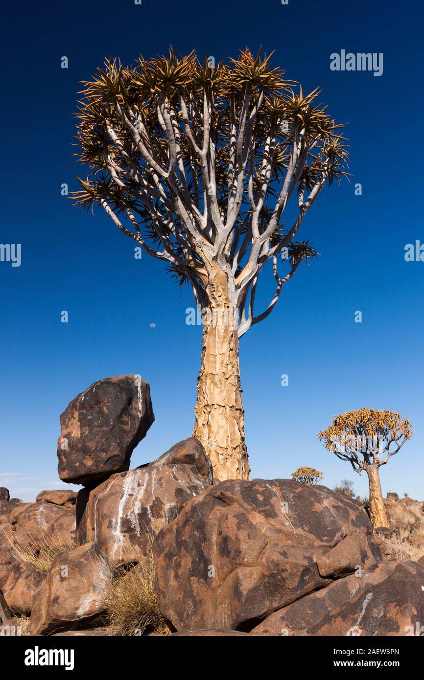 Zitterbaum-Wald, Aloe-Dichotom, riesige saftige Pflanze, am frühen Morgen, Keetmanshoop, Karas Region, Namibia, Südafrika, Afrika Stockfoto