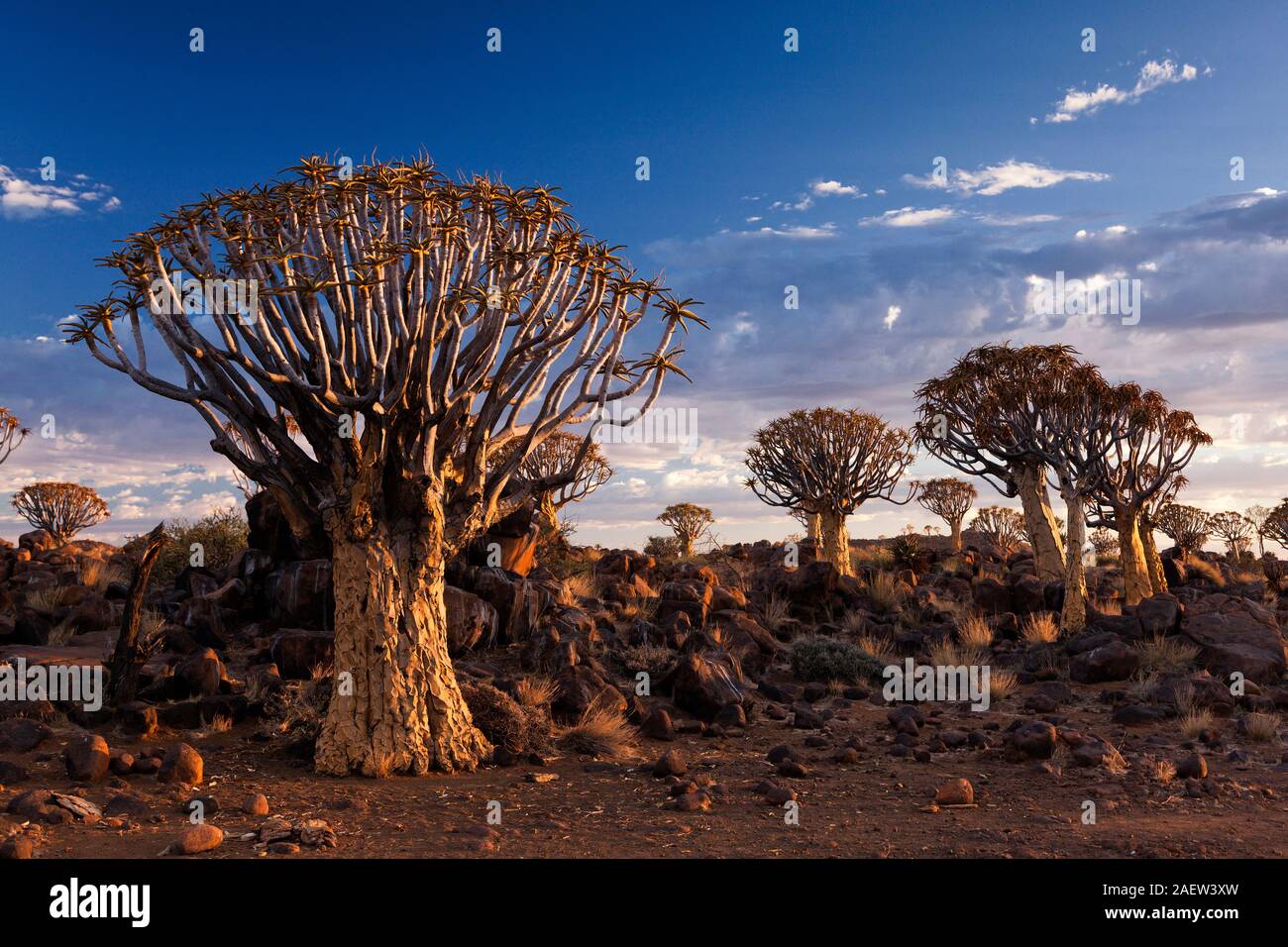 Quiver Tree Forest, Aloe Dichotoma, Early Morning, Keetmanshoop, Karas Region, Namibia, Südafrika, Afrika Stockfoto