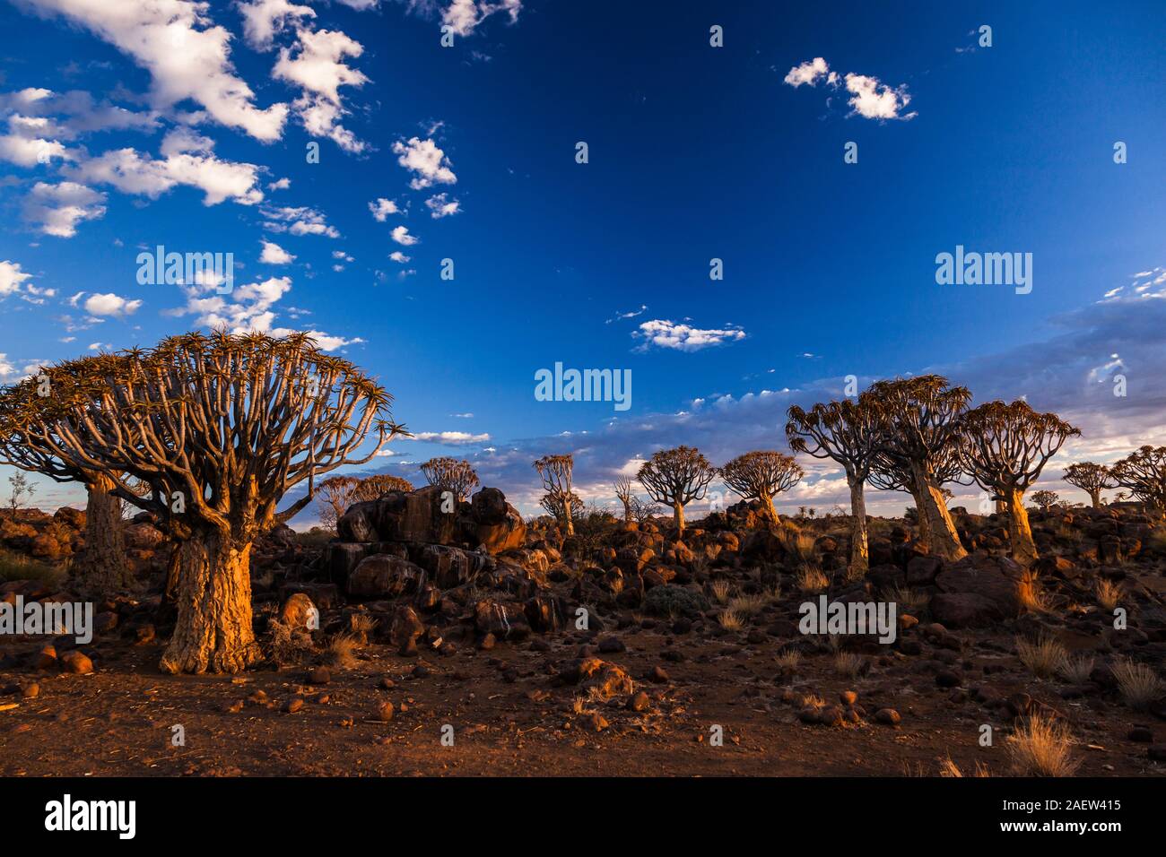 Quiver Tree Forest, Aloe Dichotoma, Early Morning, Keetmanshoop, Karas Region, Namibia, Südafrika, Afrika Stockfoto