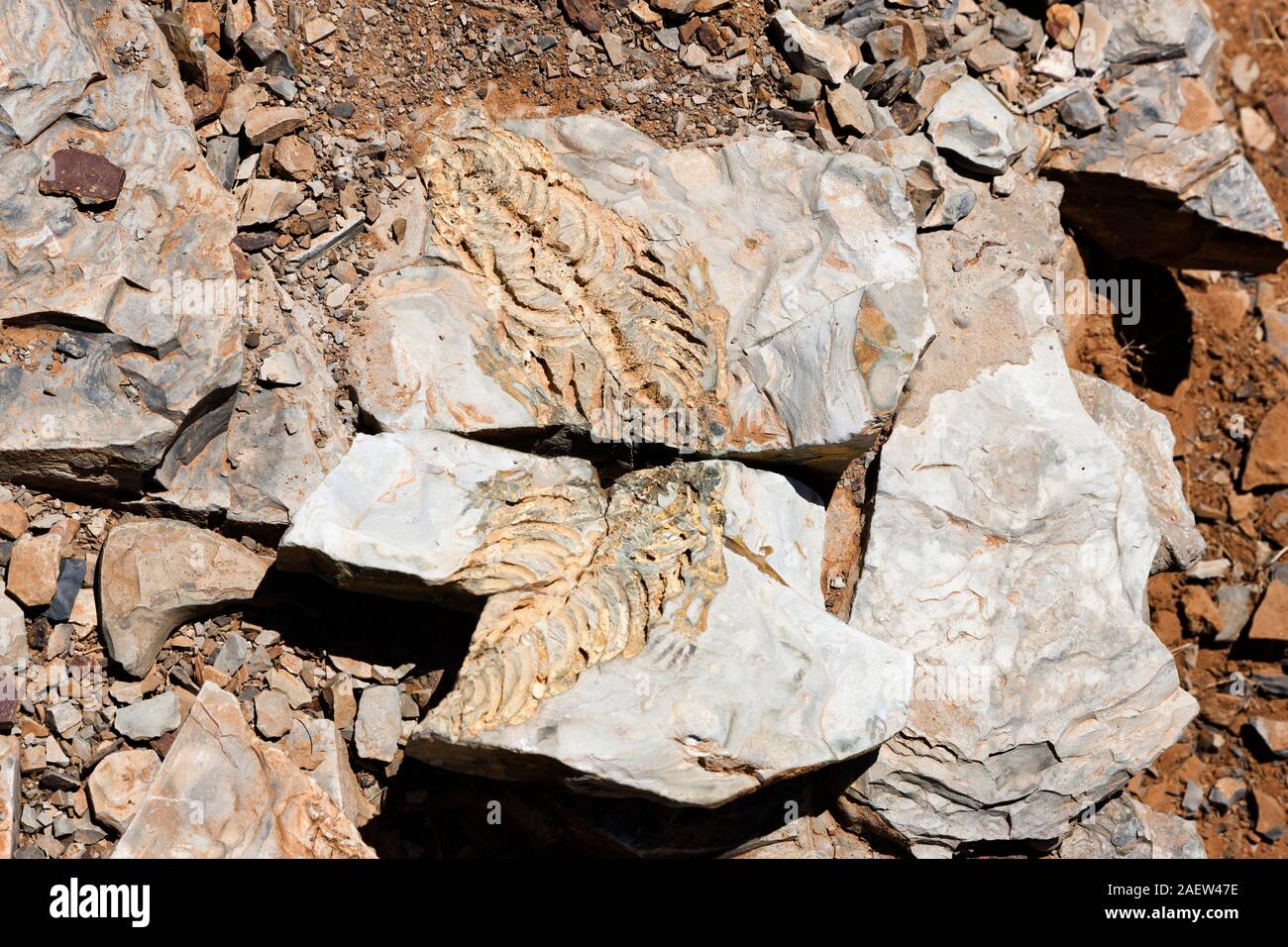 Mesosaurus fossil, Fossil Spitzkoppe, Keetmanshoop, Karas Region, Namibia, Südliches Afrika, Afrika Stockfoto