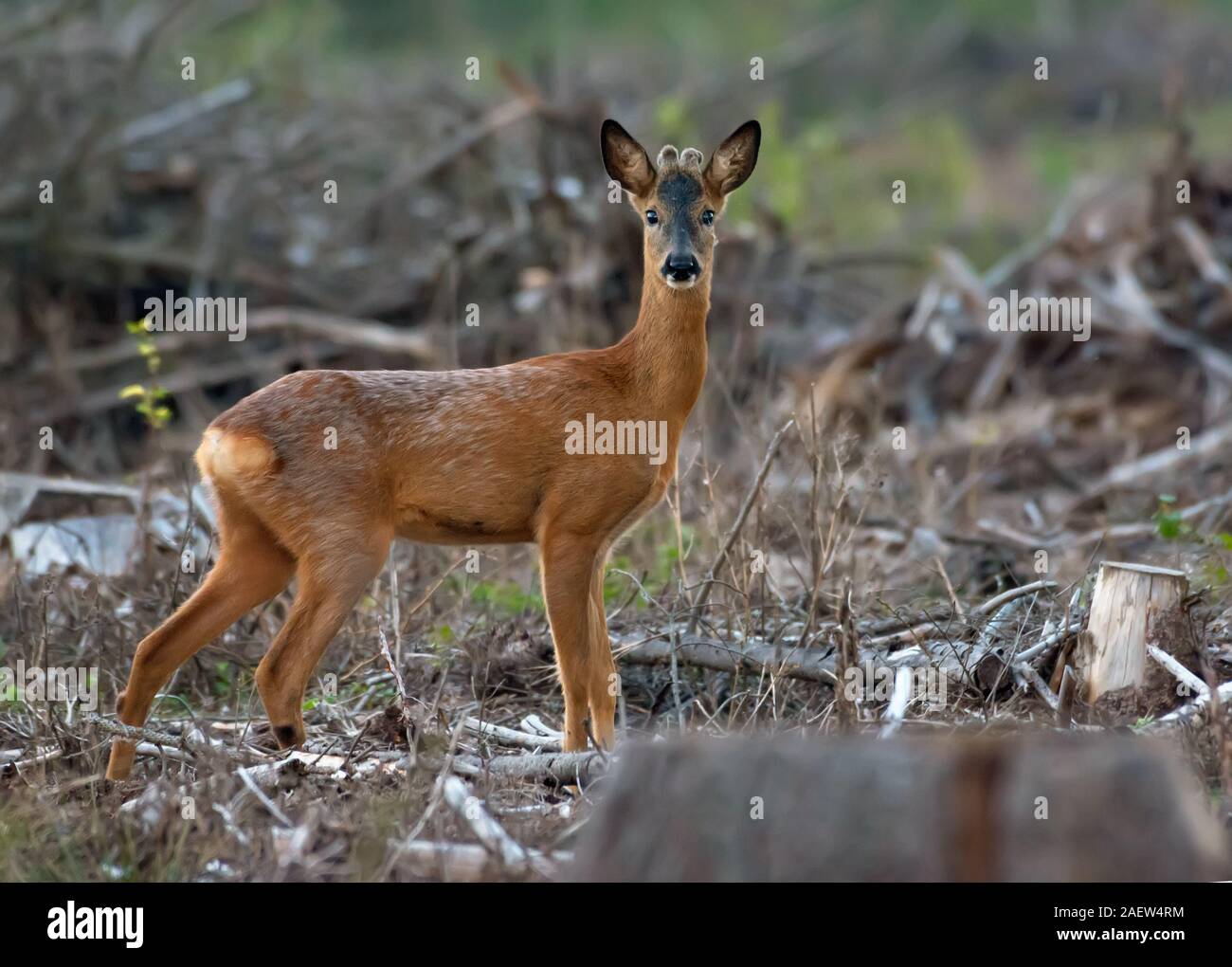 Männliche Rehe steht für sich allein und traurig in geschnittenen Wald freiraumzone Stockfoto
