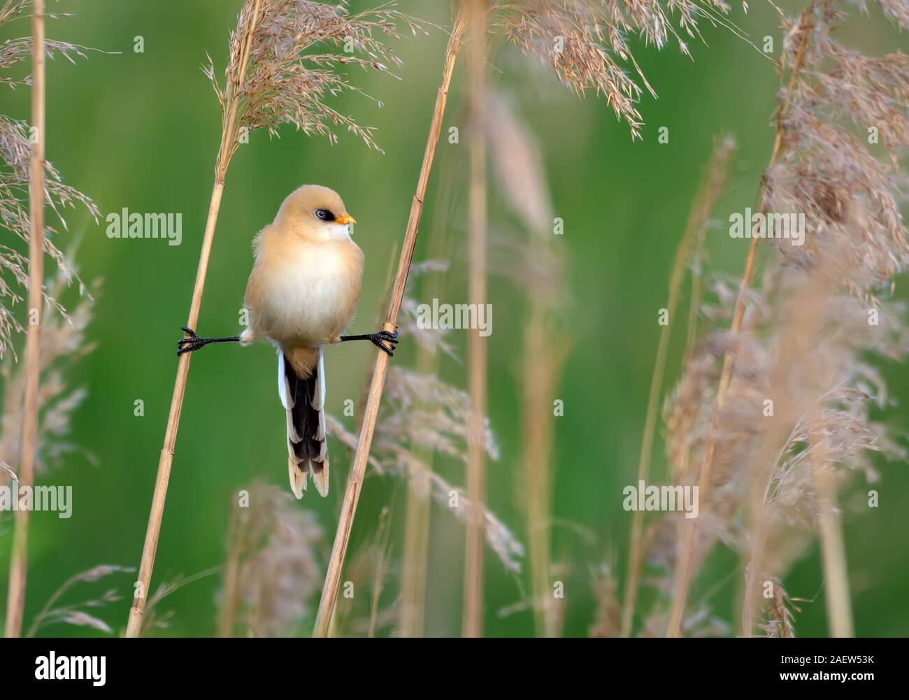 Junge männliche Bärtigen bartmeise in Split zwischen zwei Reed Stöcke im Sommer gehockt Stockfoto