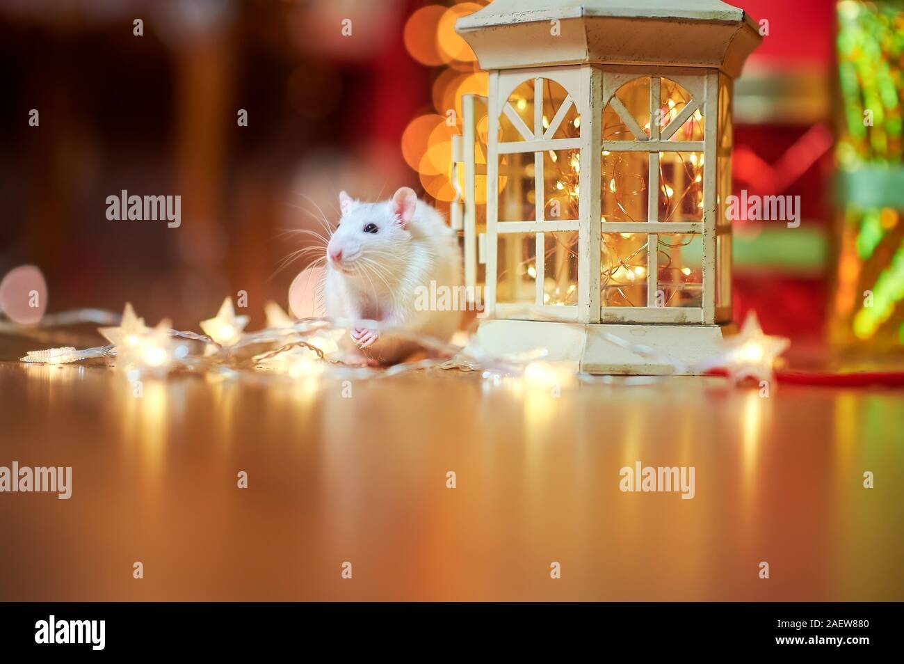 Eine lustige weiße Ratte läuft auf dem Boden in der Nähe der festliche Girlanden, inmitten von hellen Lichtern. Geschenke. Symbol für 2020 Stockfoto