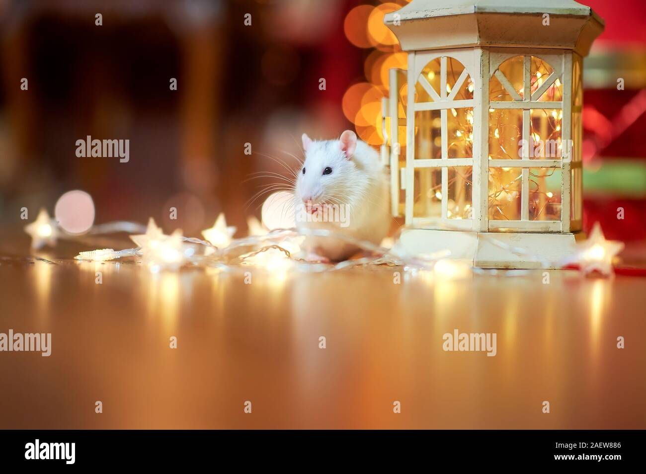 Eine lustige weiße Ratte läuft auf dem Boden in der Nähe der festliche Girlanden, inmitten von hellen Lichtern. Geschenke. Symbol für 2020 Stockfoto