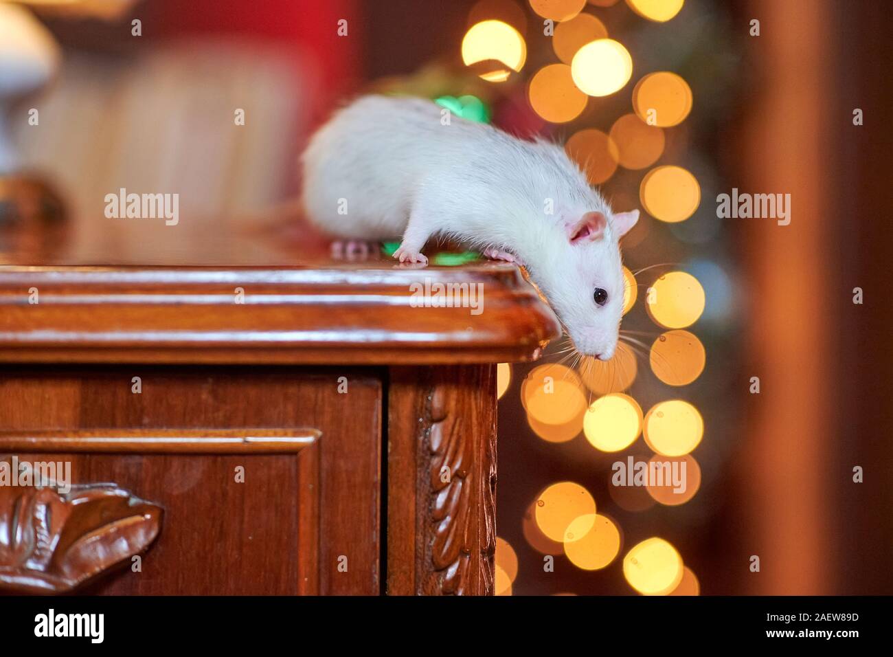 Lustige weiße Ratte kriecht auf dem Nachttisch vor dem Hintergrund der hellen Lichter. Geschenke. Symbol für 2020 Stockfoto