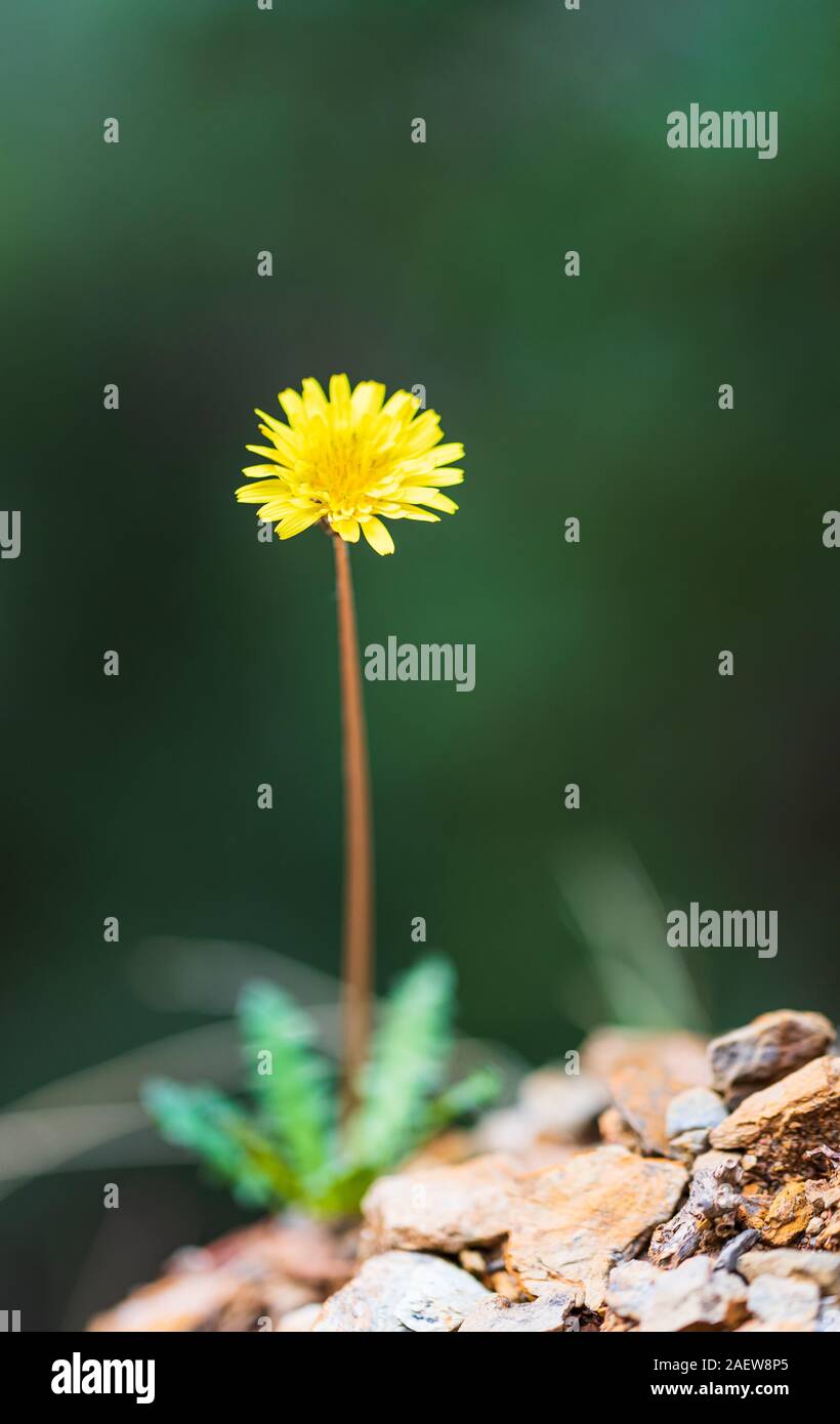 Nahaufnahme von Lila Blume und gelben männlichen Körper. Für die Natur themed Makro Studien. Stockfoto