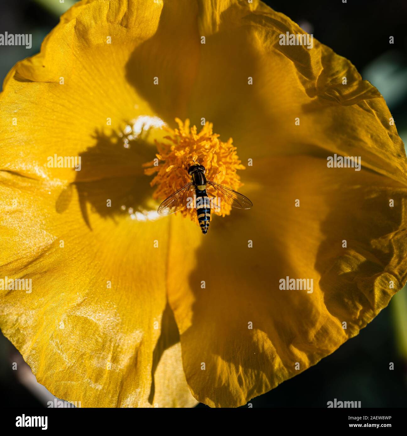 Die Biene fliegt nach den Nektar der Blume. Bombyliidae ist eine Biene fliegt aus dem Doppeldecker der Brachycera Unterfamilie der Familie. Stockfoto
