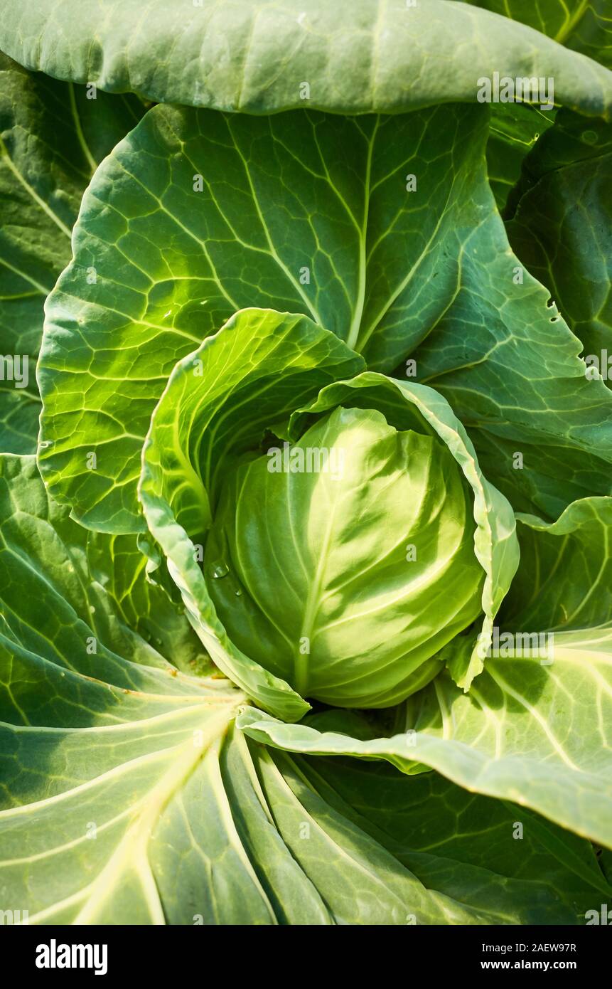 In der Nähe Bild von organischen Kohl, selektiven Fokus. Stockfoto