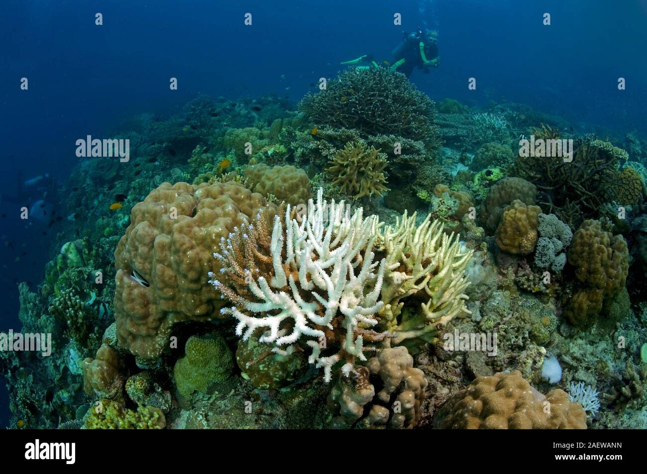Korallenbleiche, ausgebleichte Steinkorallen (Acroporidae), Auswirkungen der globalen Erwärmung der Weltmeere, Moalboal, Cebu, Philippinen | Coral ble Stockfoto