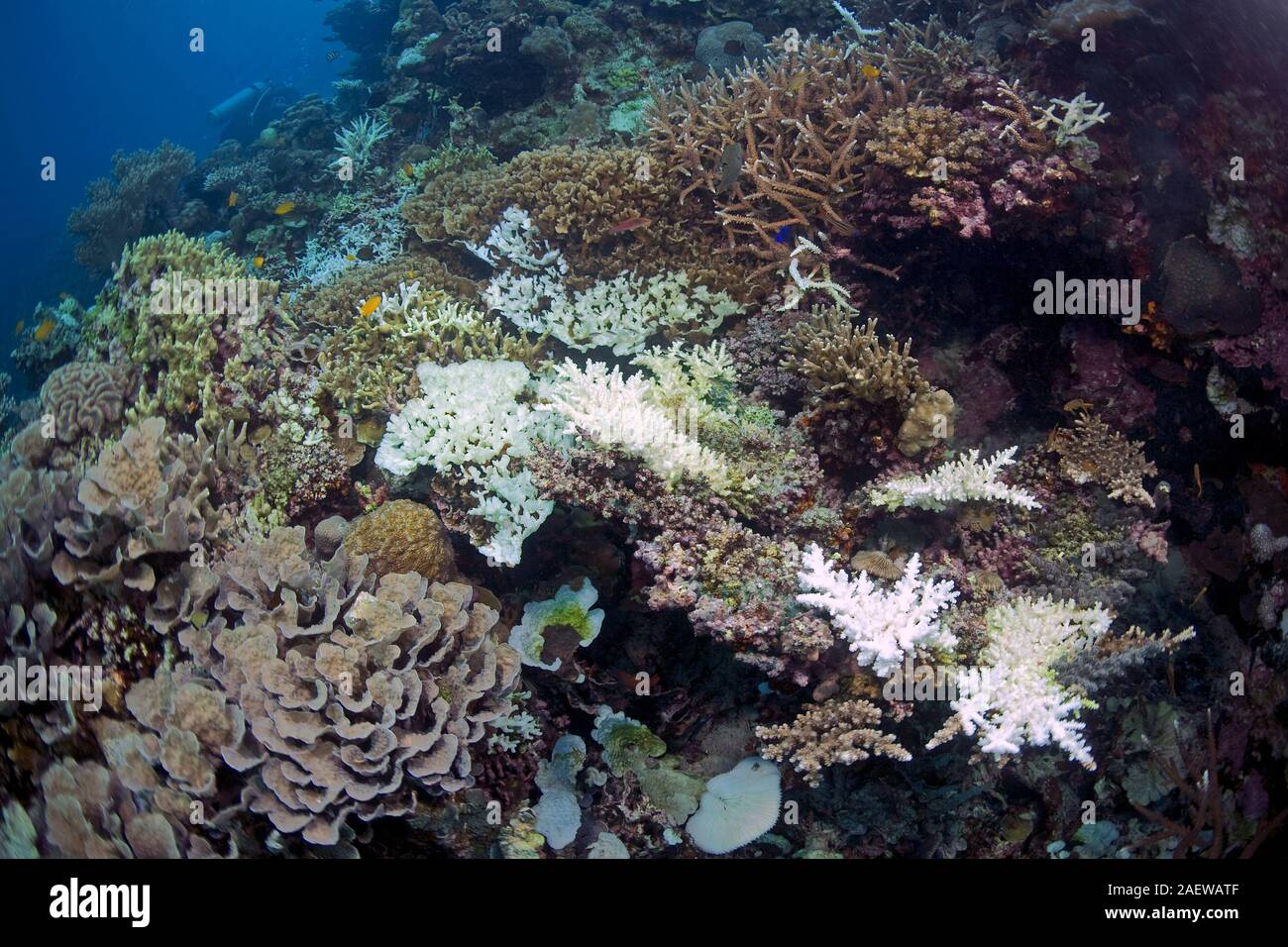 Korallenbleiche, gebleicht Steinkorallen (Acroporidae), Folgen der globalen Erwärmung, Reef sterben, Moalboal, Cebu, Philippinen Stockfoto