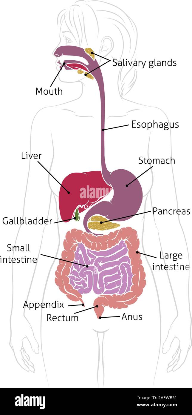 Menschliche Verdauungssystem Frau Anatomie Diagramm Stock Vektor