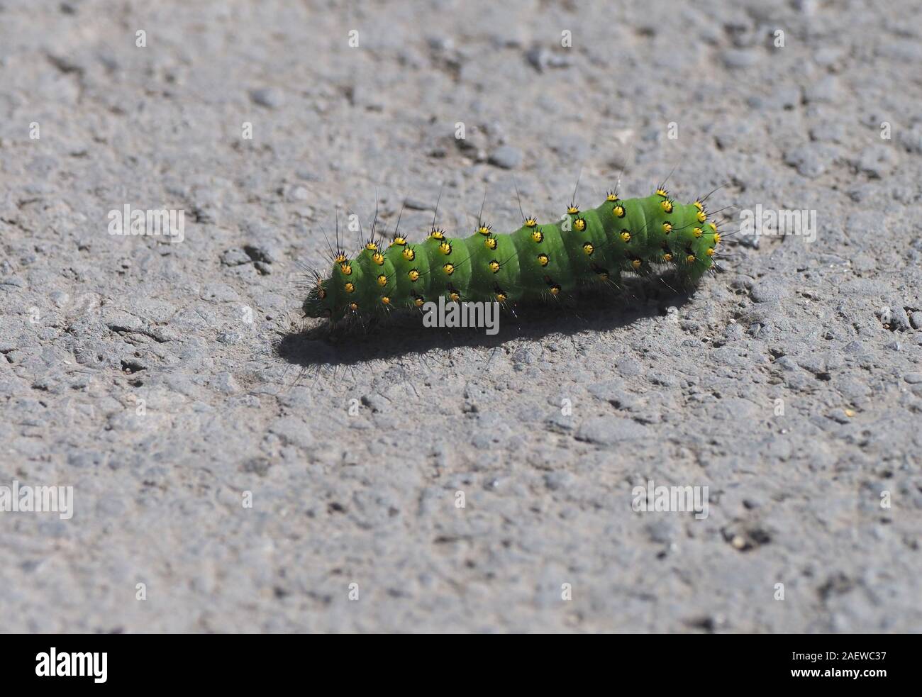 Kaiser Motte Larve Stockfoto