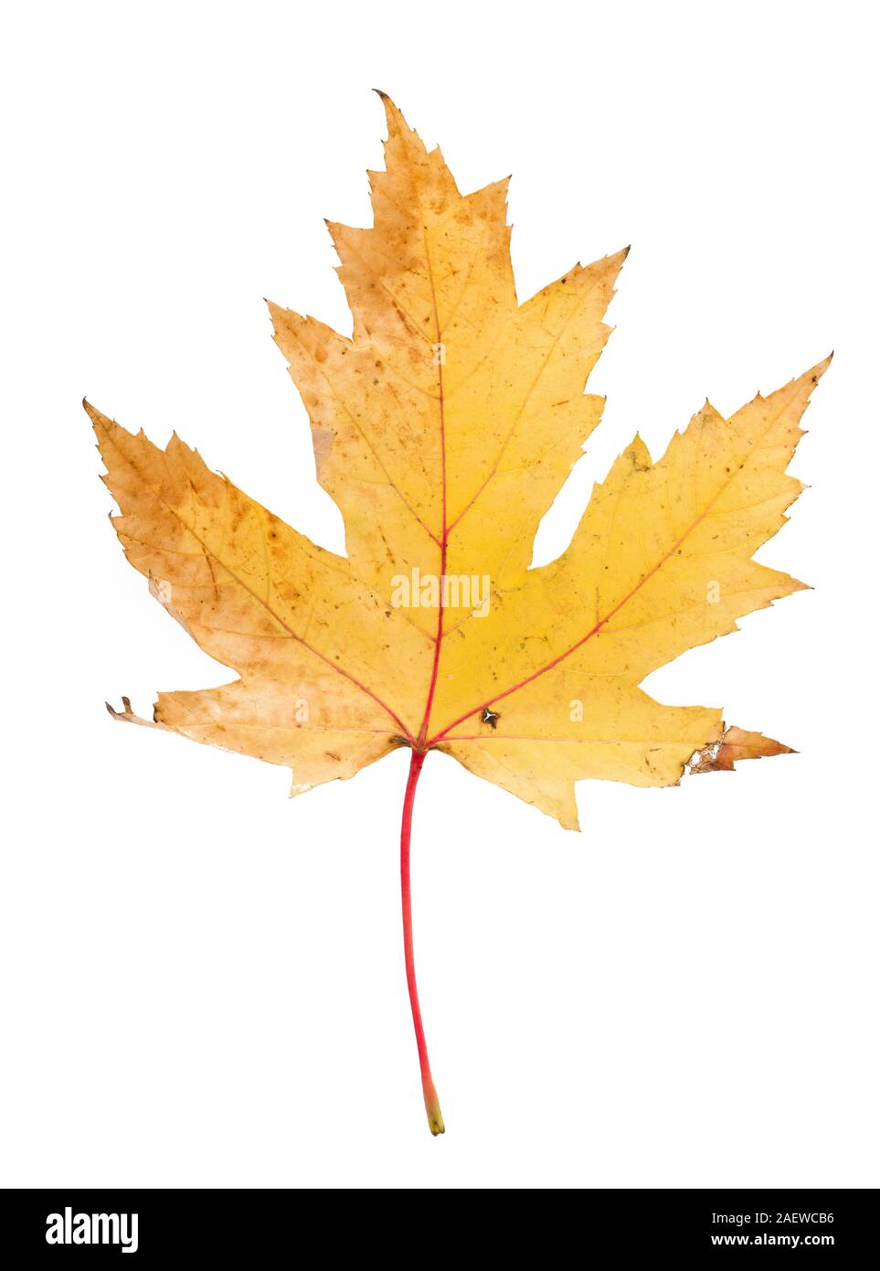 Herbst Blätter auf dem Boden isoliert auf weißem Stockfoto