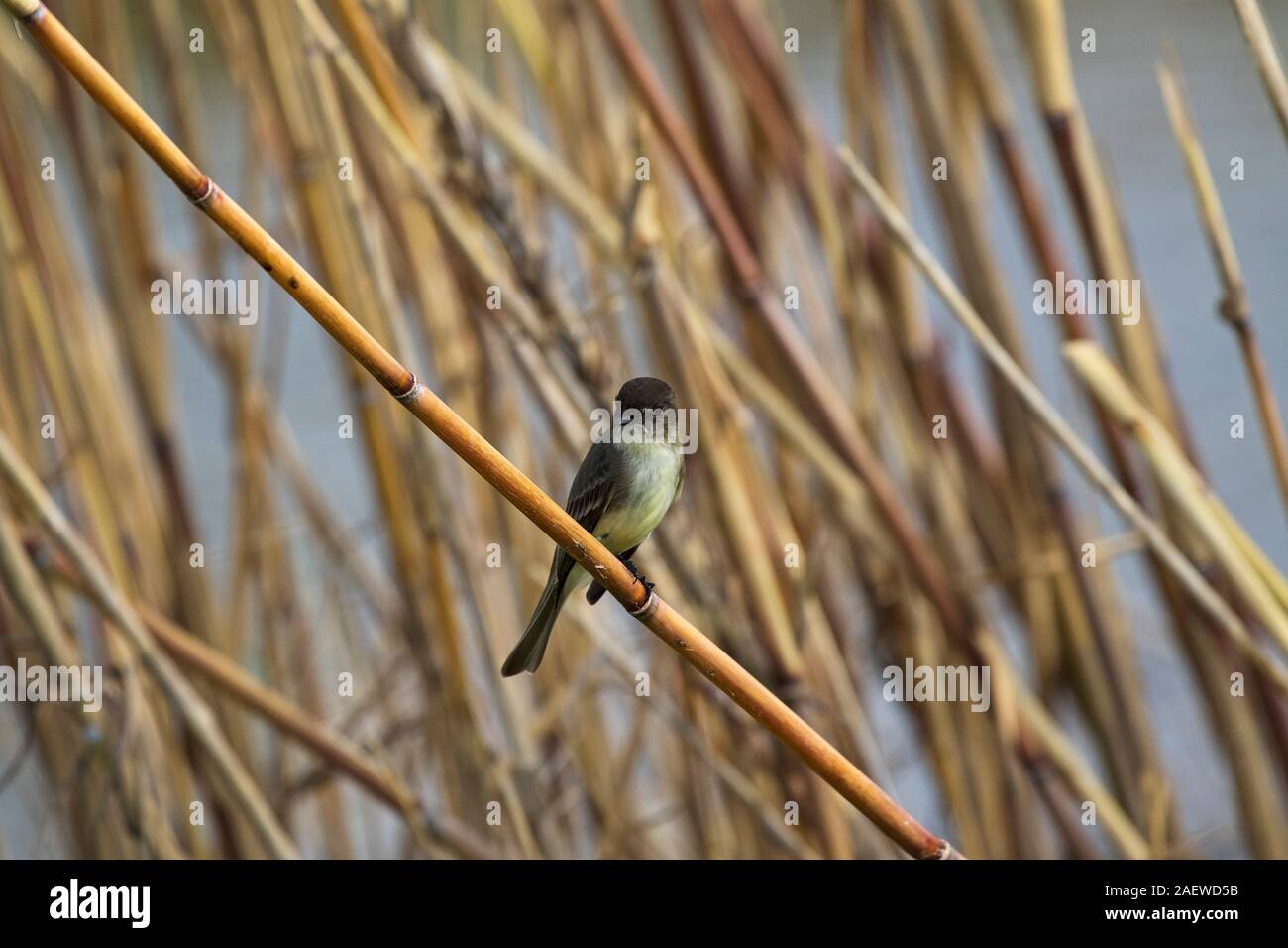 Östlichen Phoebe phoebe Sayornis unter Vegetation neben Shoveler Teich, Anahuac National Wildlife Refuge, Texas, USA, Dezember 2017 Stockfoto