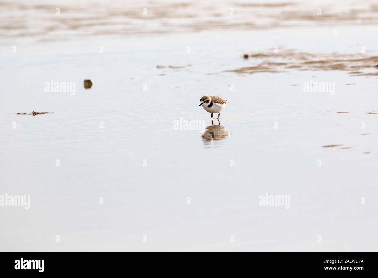 Snowy plover Charadrius alexandrinus am Strand von Bolivar Wohnungen Shorebird Heiligtum, Bolivar Peninsula, Texas, USA, Dezember 2017 Stockfoto