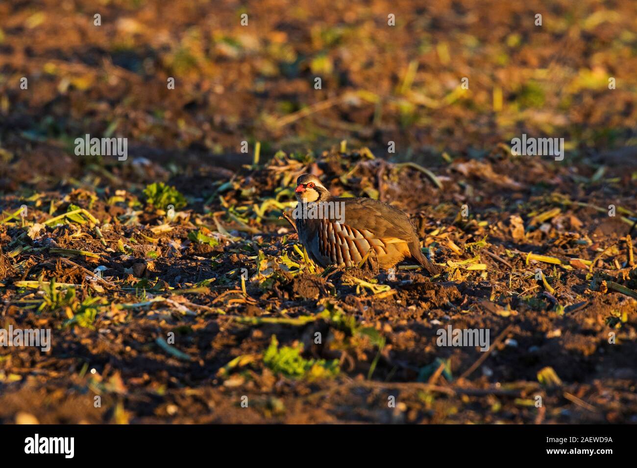 Red-legged Partridge Alectoris rufa in einem Feld von Zuckerrüben im frühen Morgenlicht, in der Nähe von Ringstead, Norfolk, England, UK, 2018 Stockfoto