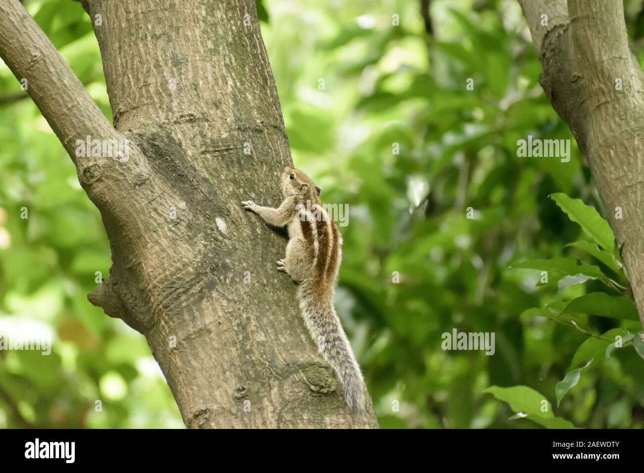 Eine gestreifte Nager Murmeltiere Streifenhörnchen Eichhörnchen (Sciuridae kletternde Arten von flughörnchen Familie) auf einem Baumstamm auf die Jagd Stimmung beschmutzt. Tier b Stockfoto