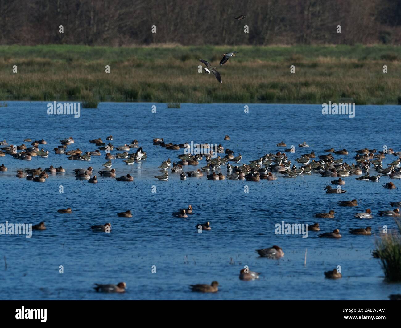 Northern kiebitz Vanellus vanellus und Eurasischen pfeifente Anas penelope ruht in einem Pool, Catcott tiefen Nature Reserve, Somerset Wildlife Trust finden, Stockfoto