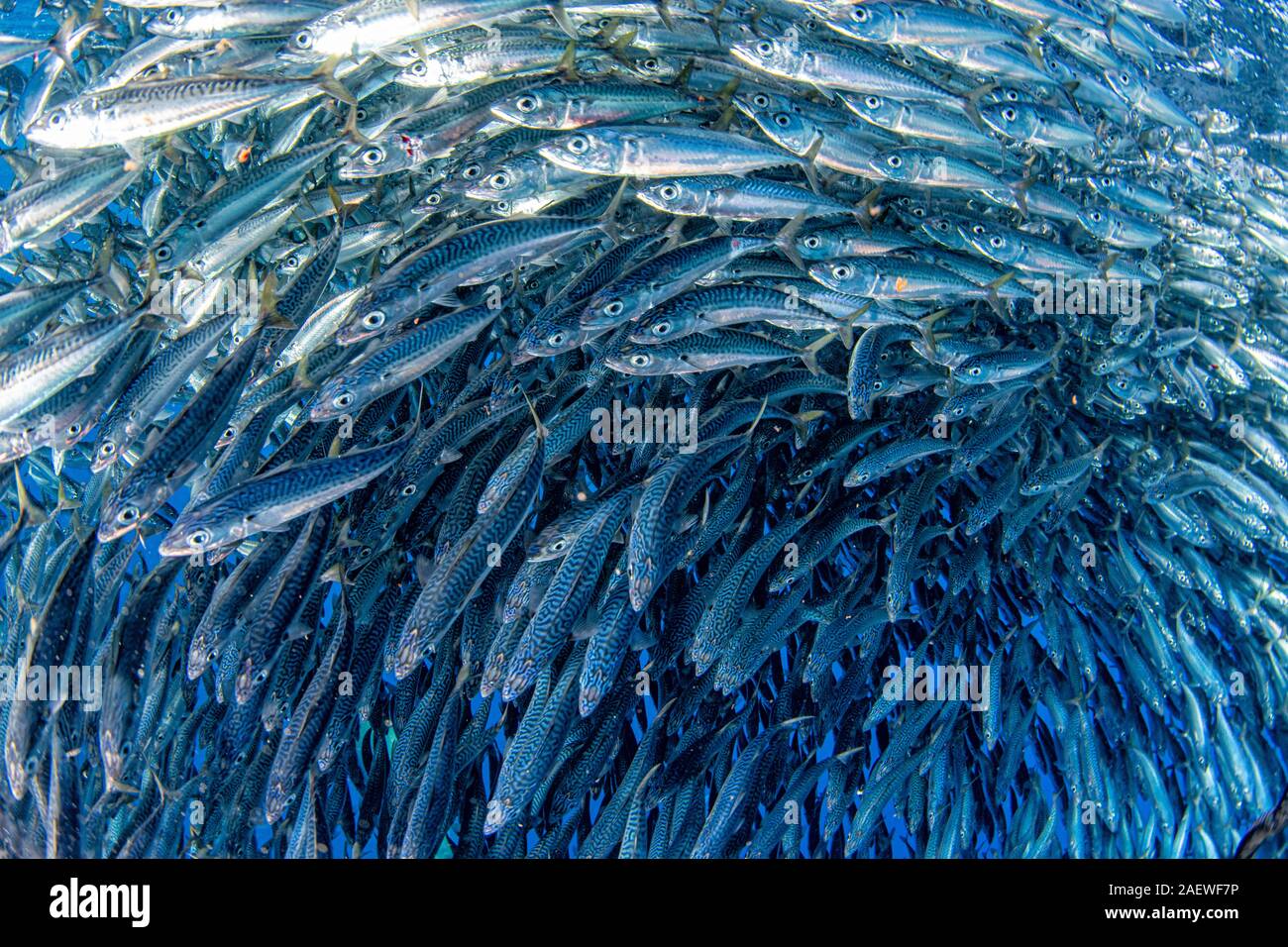 Im Inneren eines riesigen Sardinen Schule der Fisch Köder ball Stockfoto