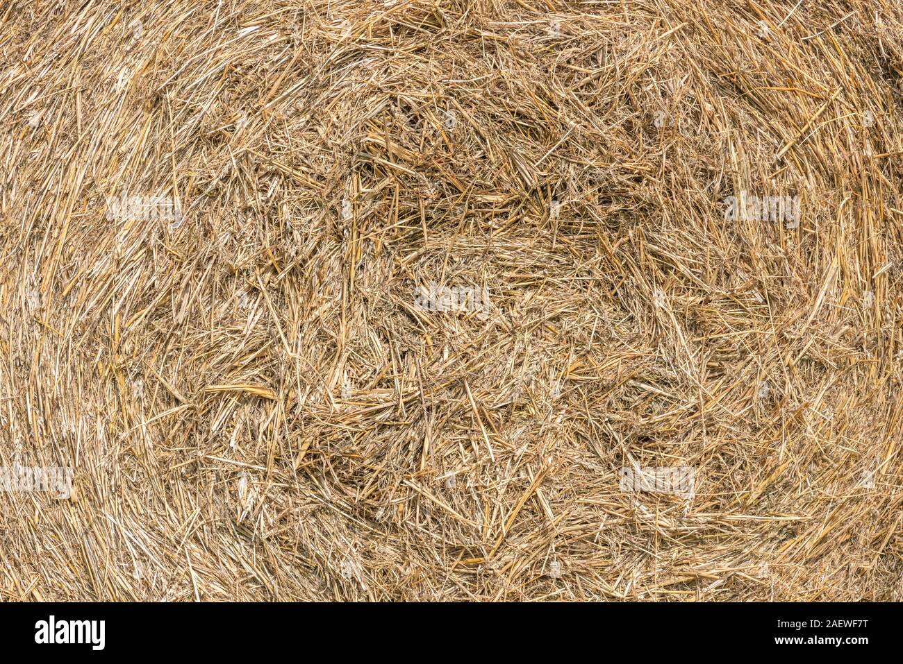 Einen Ballen mit goldenen Heu und Stroh Hintergrund Textur Stockfoto