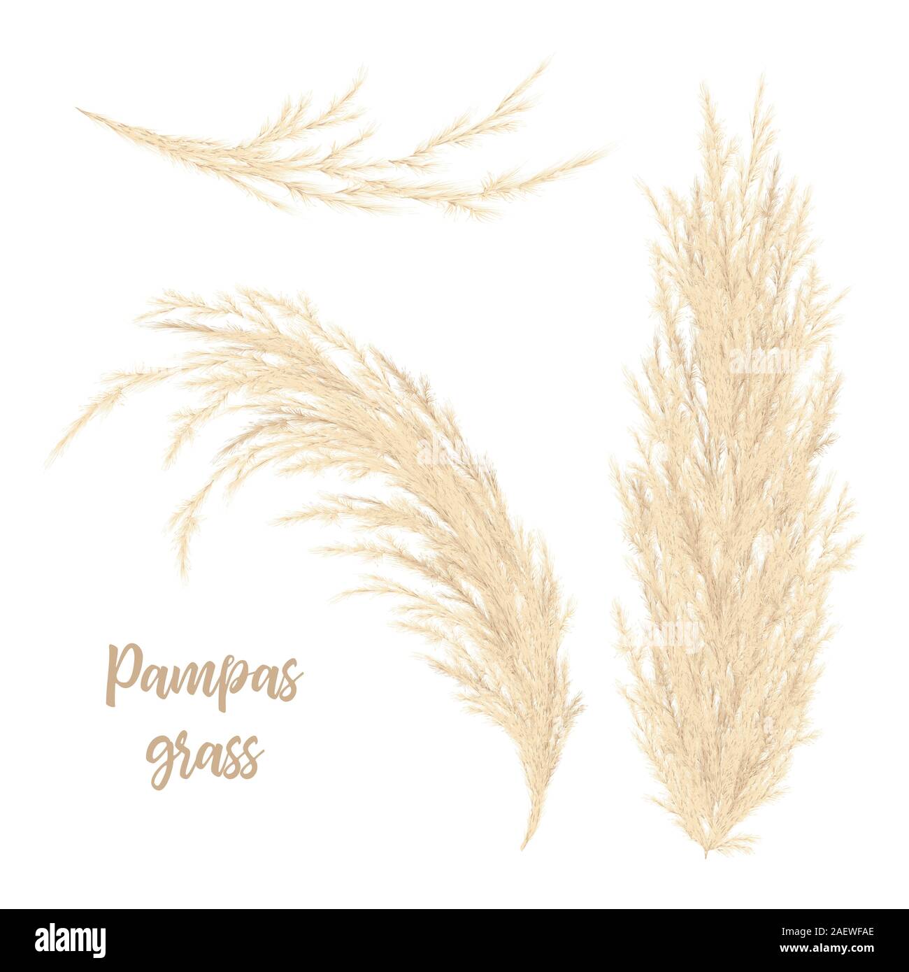 Pampas Gras golden. Vector Illustration. rispe Cortaderia selloana Südamerika Stock Vektor